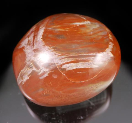 Petrified Wood Pebble