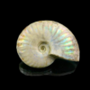 Ammonite