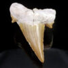 Shark Tooth